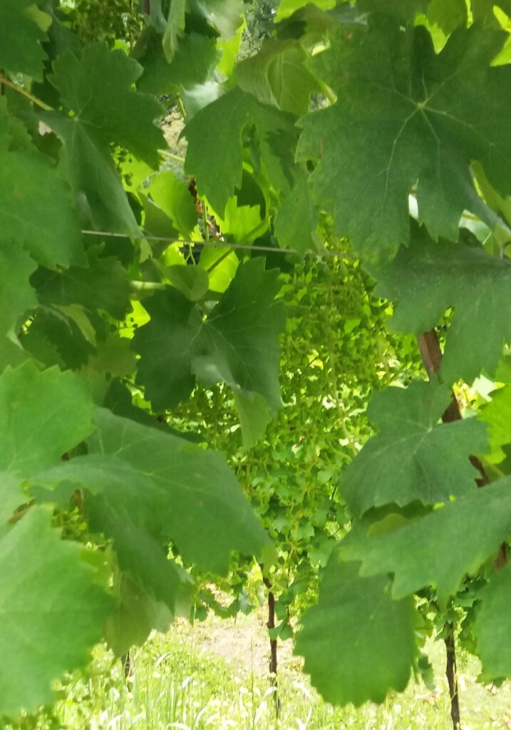 migliori cantine prosecco valdobbiadene