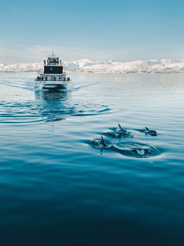 Whale watching Tromsø