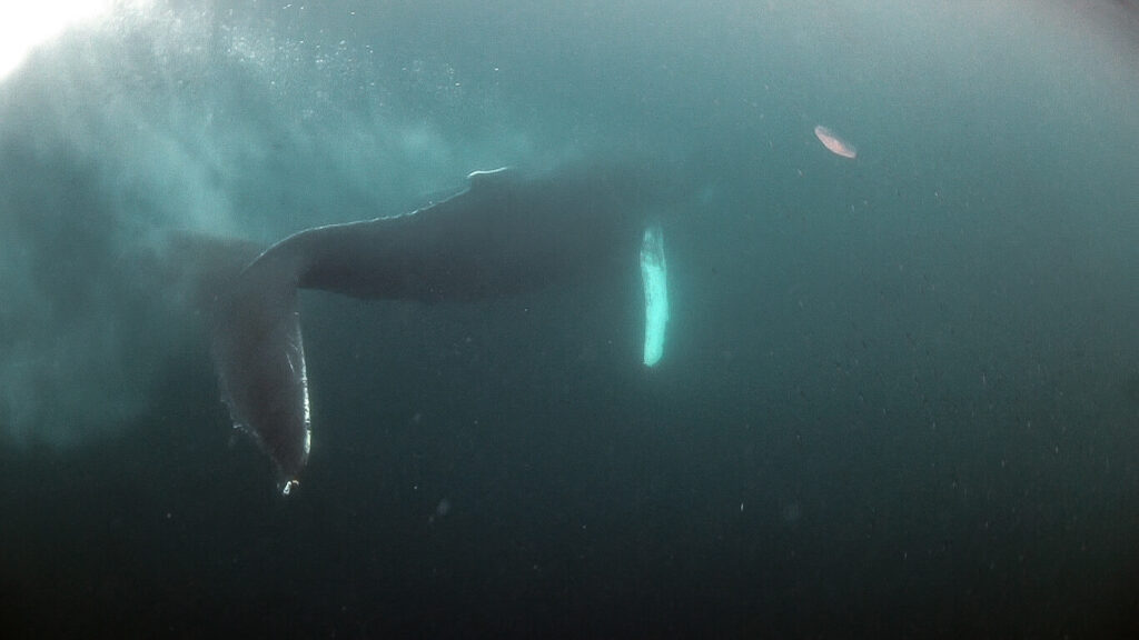 Whale watching Tromsø