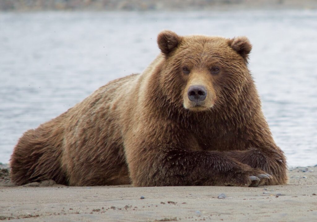 orso bruno