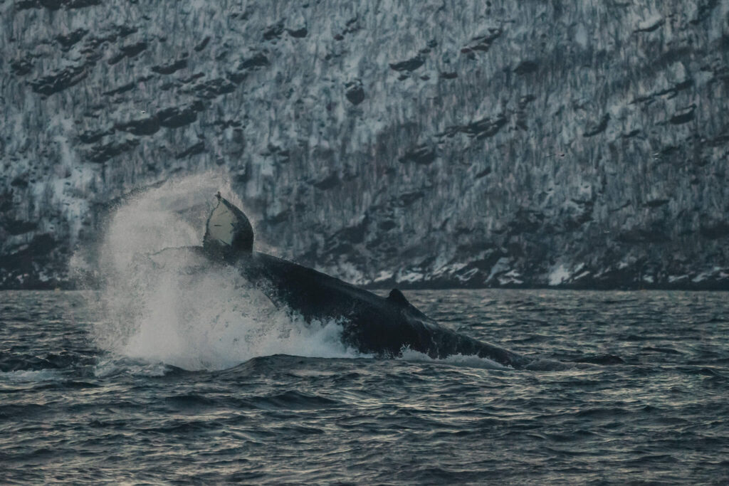 Whale watching Tromsø