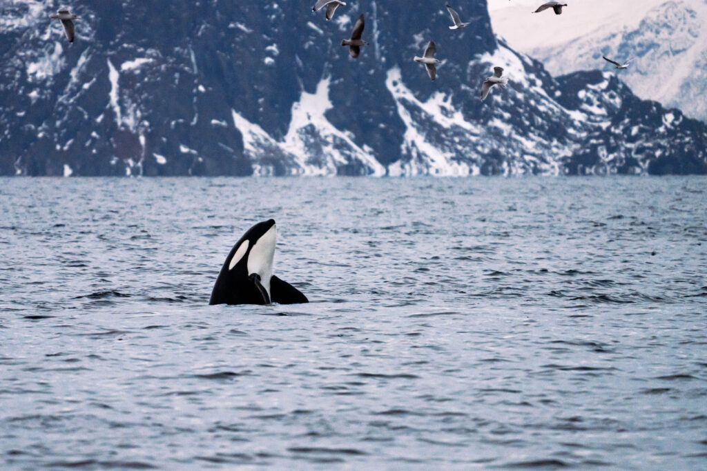 WhaleWatching Tromsø