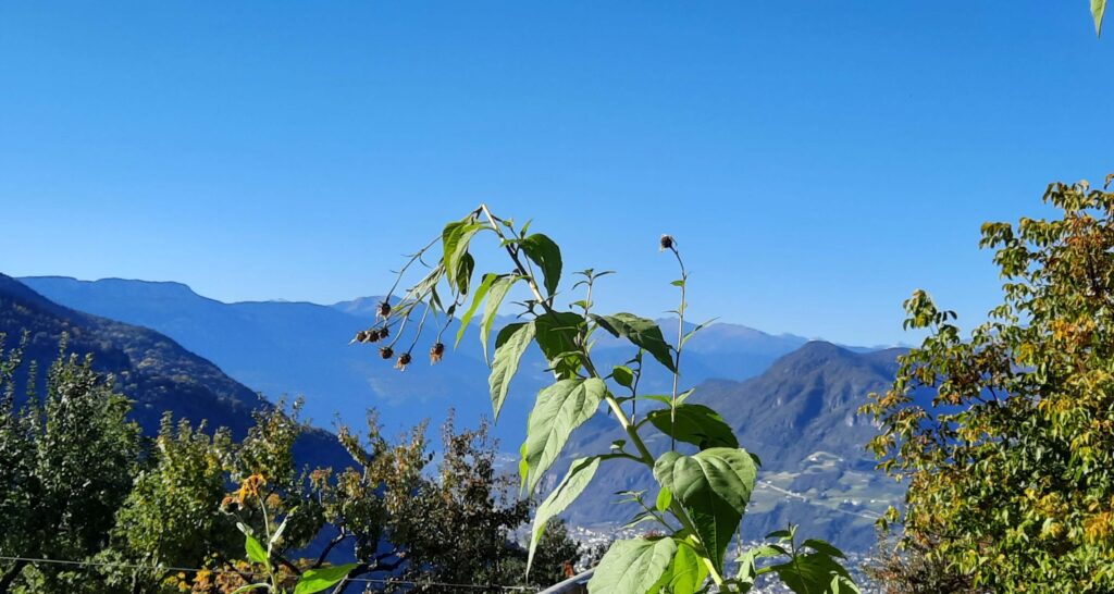 Törggelen, la quinta stagione nelle valli Altoatesine